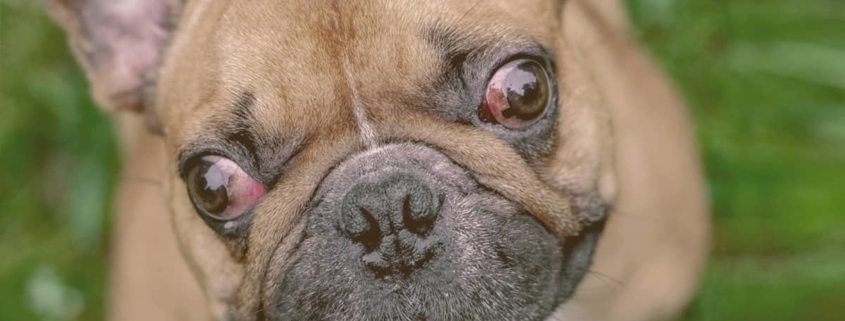 french bulldog with red eyes