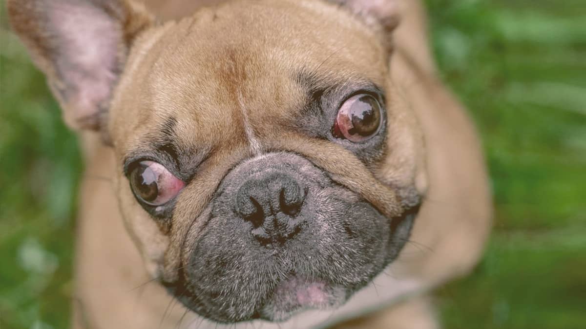 french bulldog with red eyes