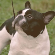 French bulldog looking up