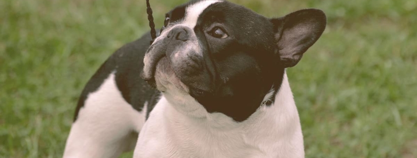 French bulldog looking up