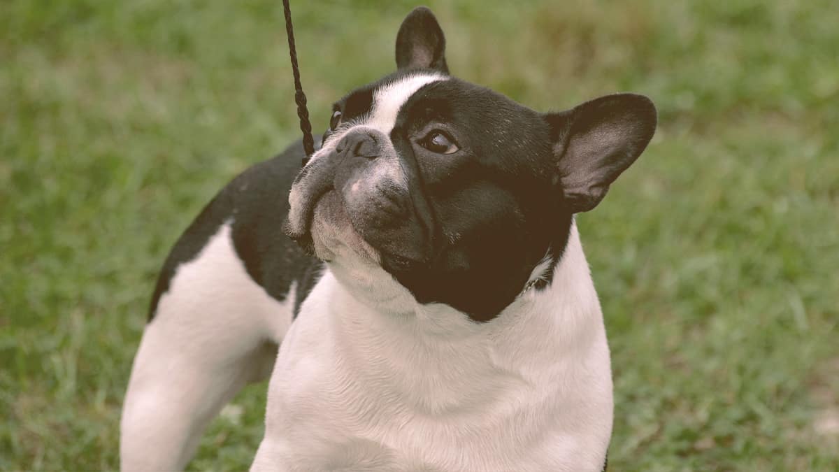 French bulldog looking up