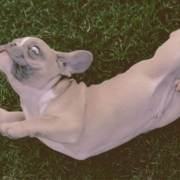 French Bulldog rubbing against the grass