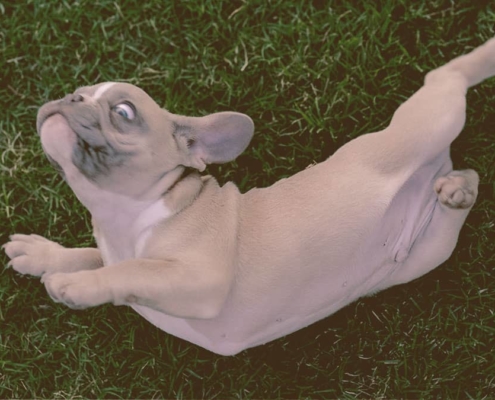 French Bulldog rubbing against the grass