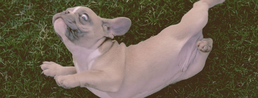 French Bulldog rubbing against the grass