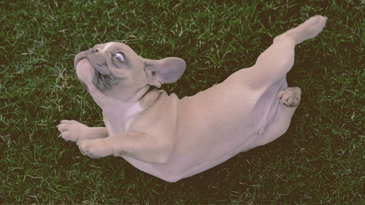 French Bulldog rubbing against the grass