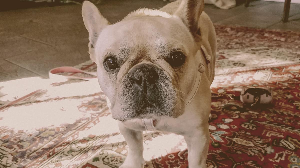 French bulldog looking
