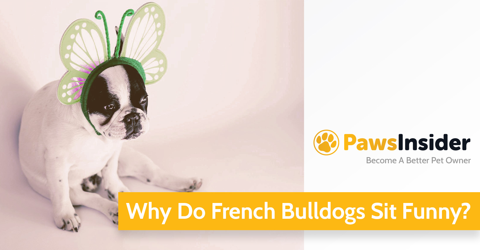 Why Do French Bulldogs Sit Funny + Popular Positions