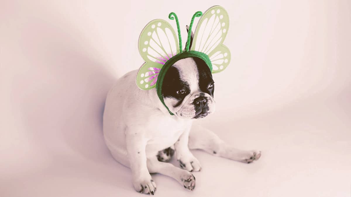 french bulldog sitting funny