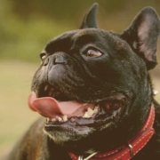 French bulldog Panting