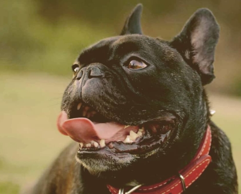 French bulldog Panting