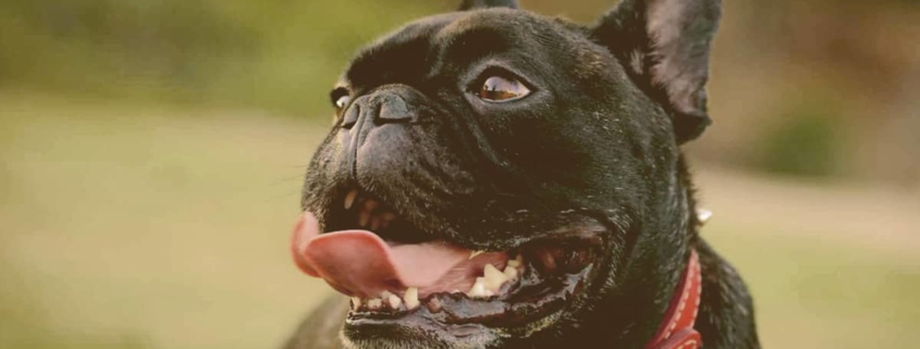 French bulldog Panting