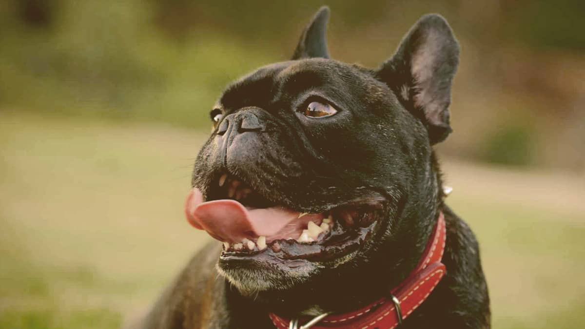 French bulldog Panting