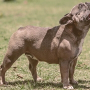 French bulldog looking up