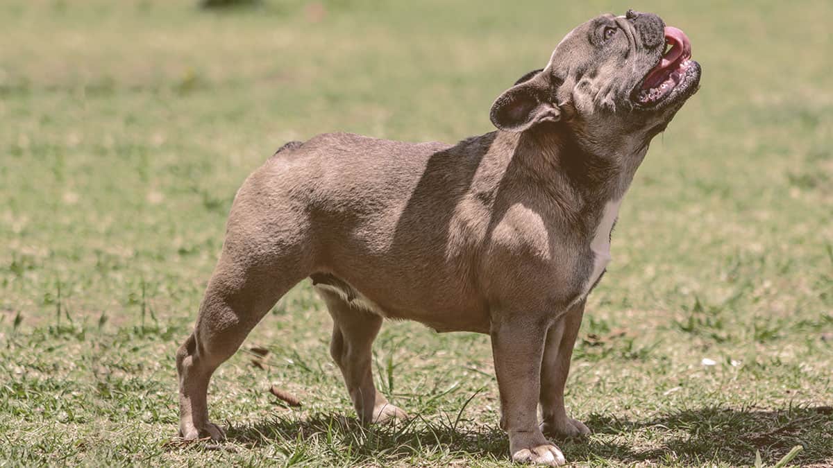 French bulldog looking up