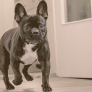 French bulldog walking inside the house