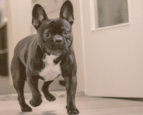 French bulldog walking inside the house