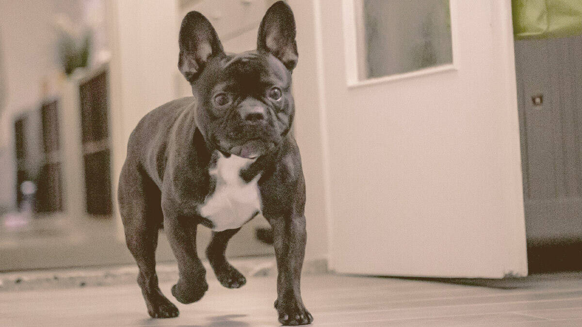 French bulldog walking inside the house