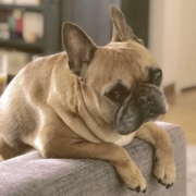 French bulldog bending over the sofa