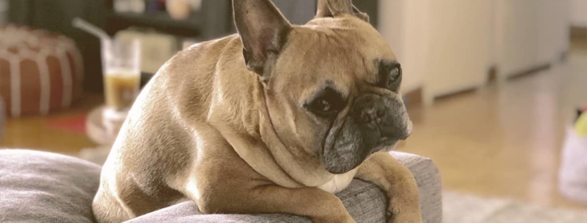 French bulldog bending over the sofa