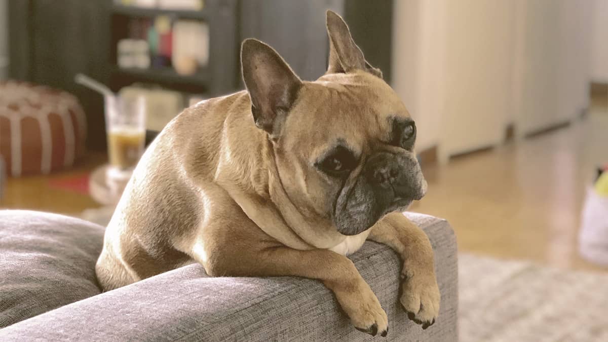French bulldog bending over the sofa