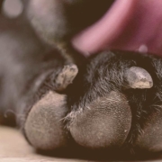 French Bulldog licking his paw