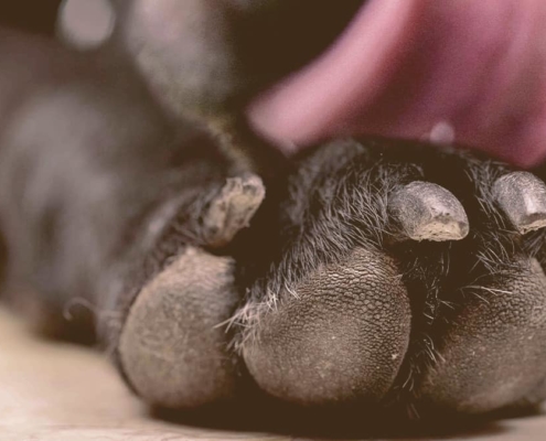 French Bulldog licking his paw