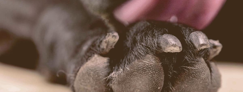 French Bulldog licking his paw