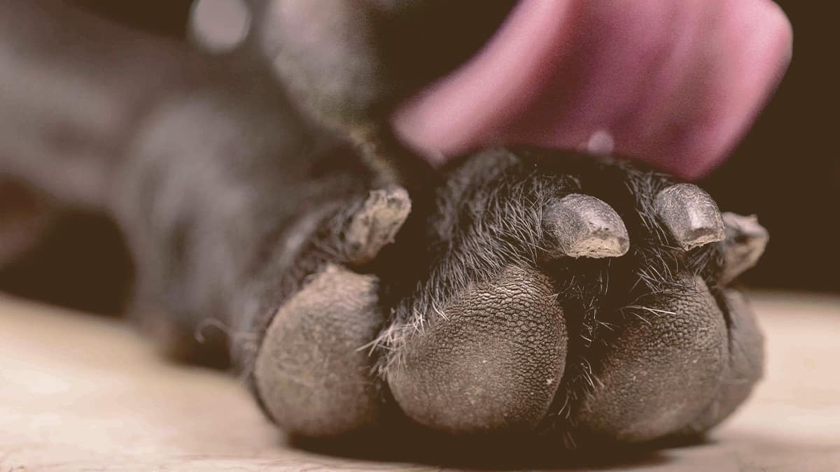 French Bulldog licking his paw