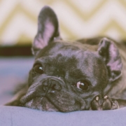 French bulldog laying his head on his bed