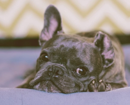 French bulldog laying his head on his bed