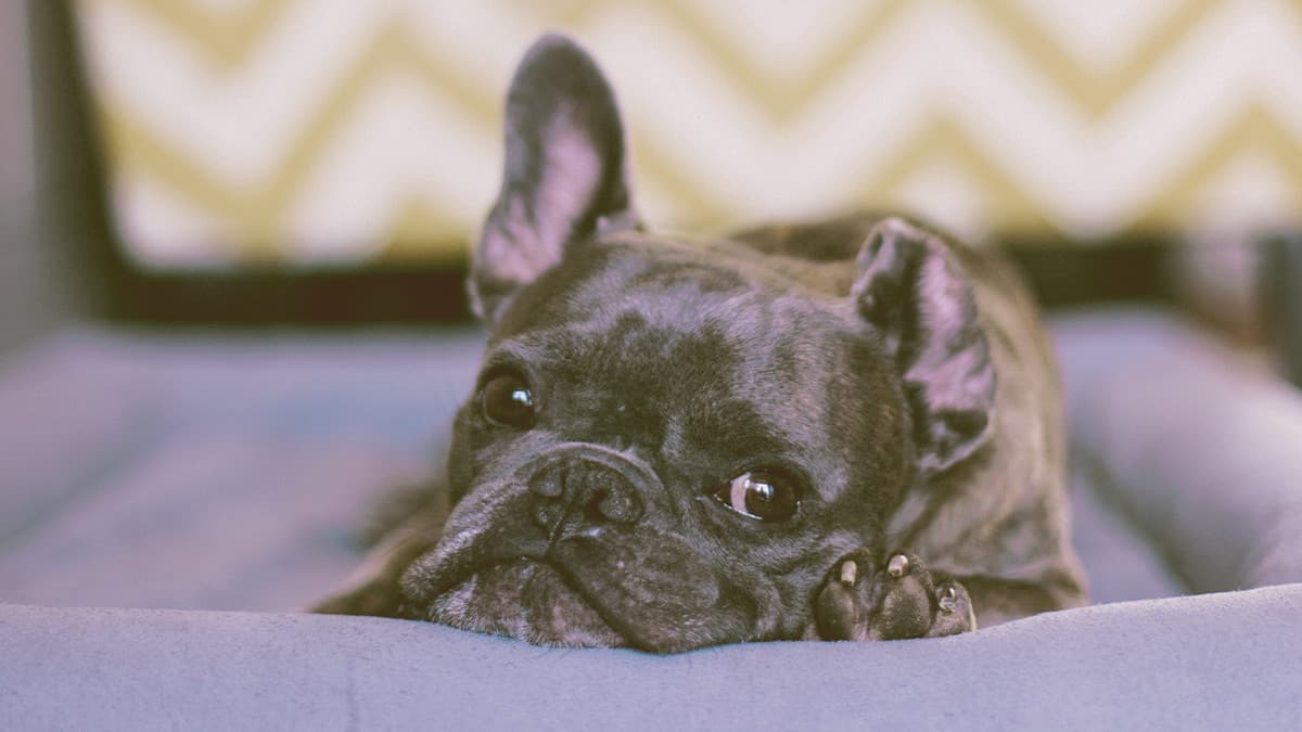 French bulldog laying his head on his bed