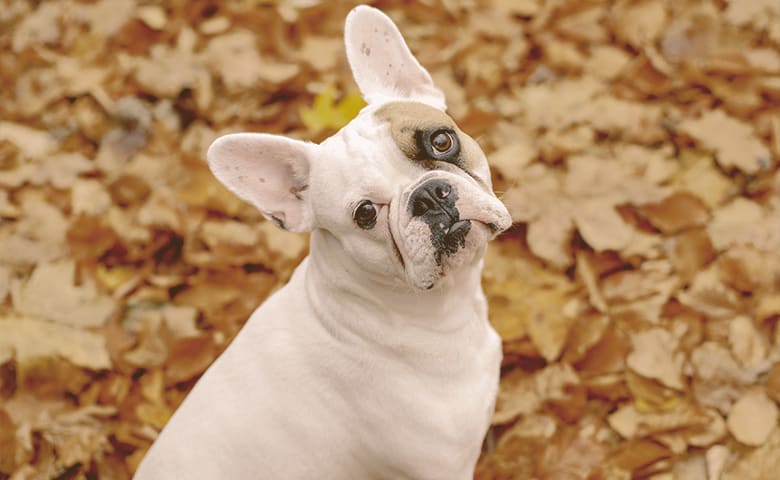 black and white white french bulldog sitting on yellow leaves