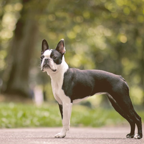 Boston Terrier