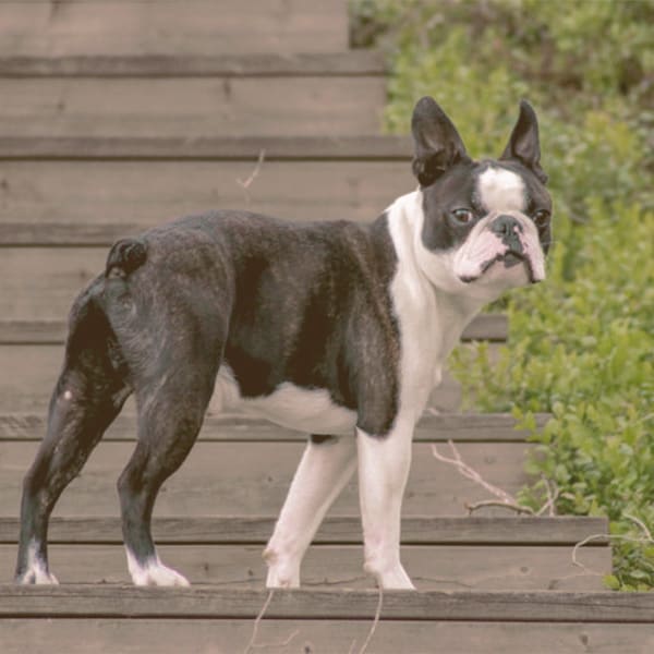 Boston Terrier