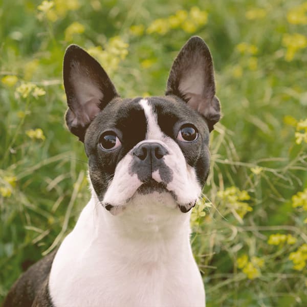 Boston Terrier