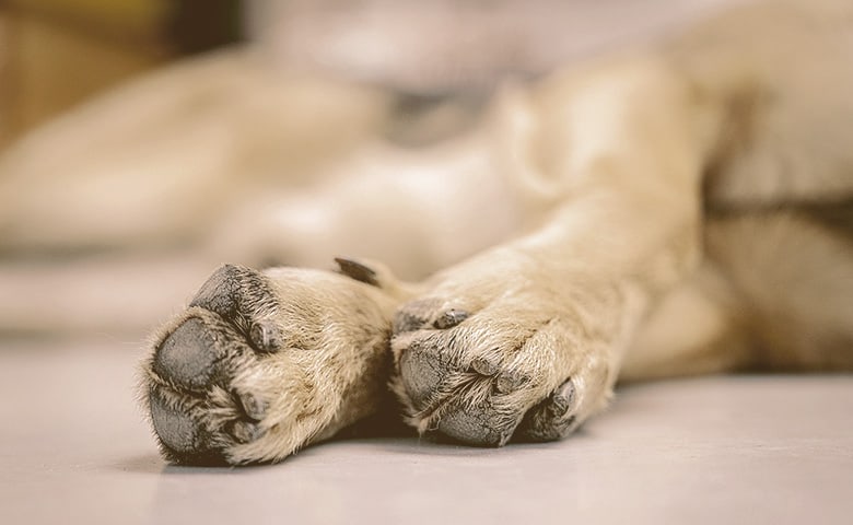 dog paws dog paws