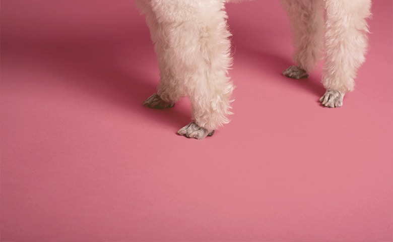 dog paws on a pink floor