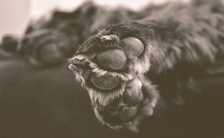 dog paws dog paws
