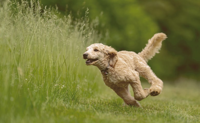 dog running fast on the grass
