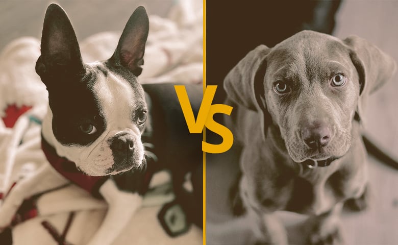 dog with bat ears vs dog with rose ears dog with bat ears vs dog with rose ears