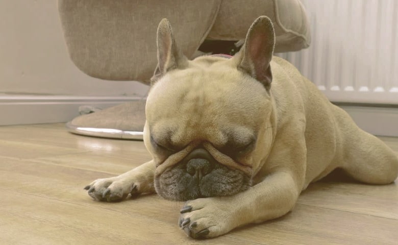 French Bulldog licking his paw