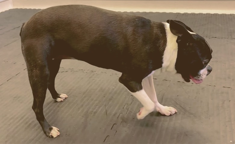 French Bulldog with pain on his paw French Bulldog with pain on his paw
