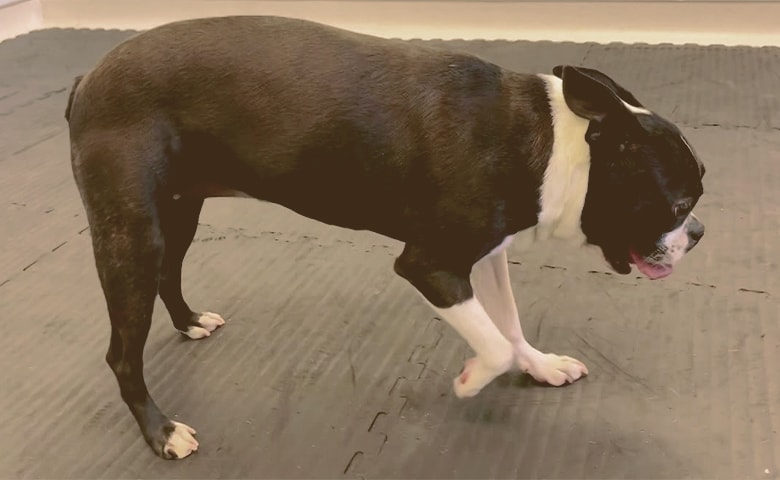 French Bulldog with pain on his paw