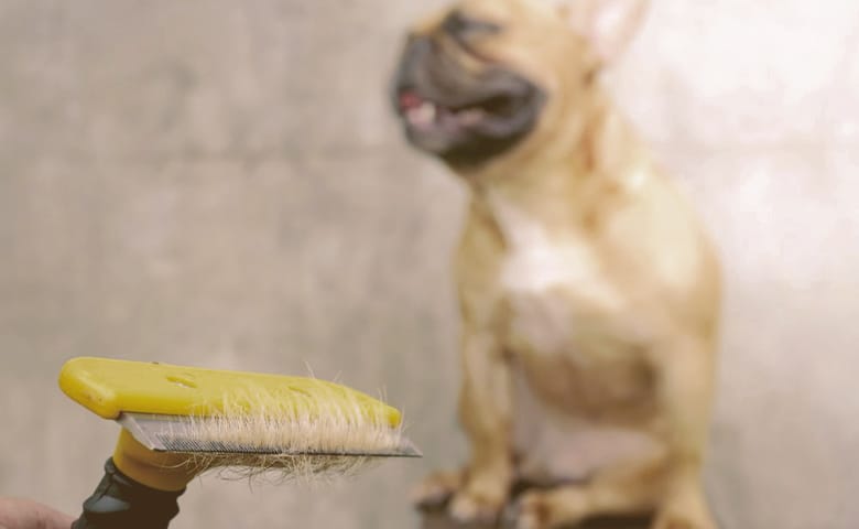 french bulldog being groomed