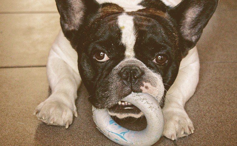 french bulldog laying down chewing a toy