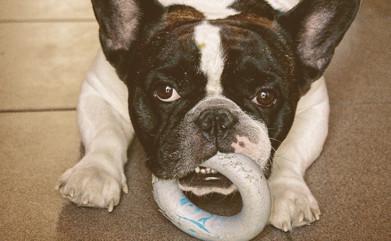 french bulldog laying down chewing a toy french bulldog laying down chewing a toy