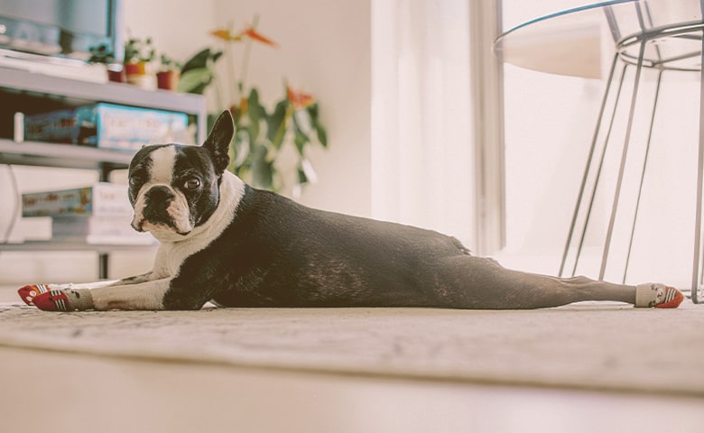 french bulldog laying down like a frog