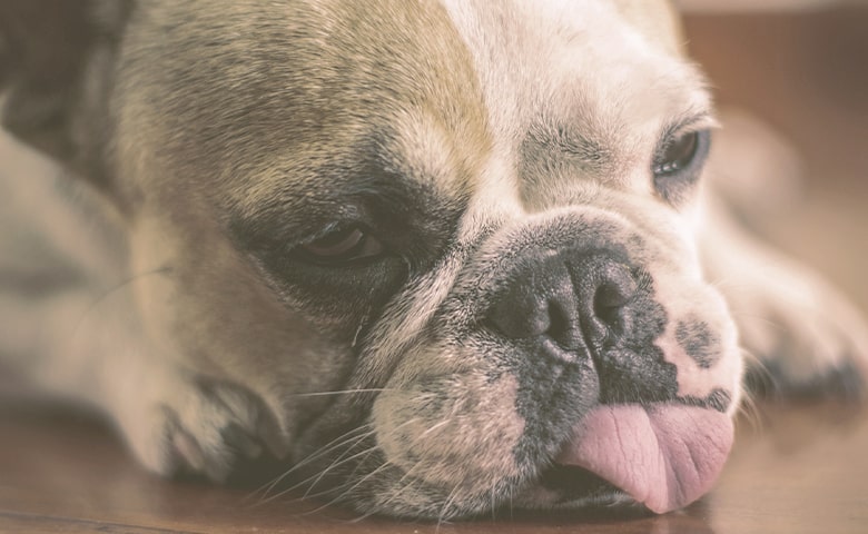 french bulldog laying with head on the floor with tongue out