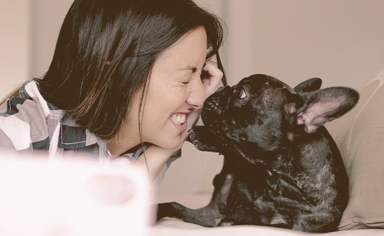 French bulldog liking the face of a young woman