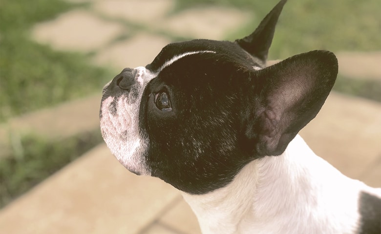 French bulldog looking up